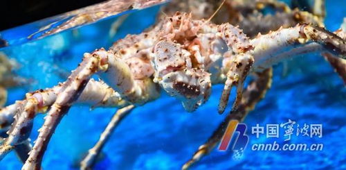 宁波水产品批发市场与多家超市联合声明 未销售日本水产品